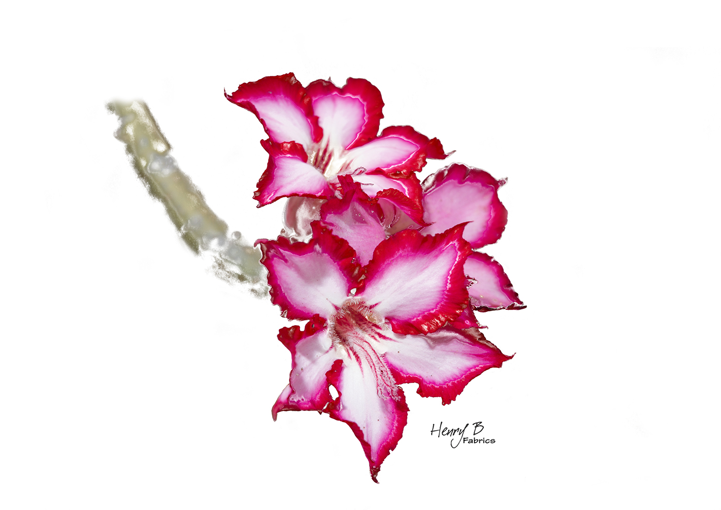 impala-lily-placemat-1